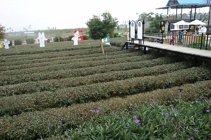 南投名間茶二指故事館|南投旅遊品茗園區，整片茶樹景色宜人，推薦美食花布餐盒，適合全家出遊。