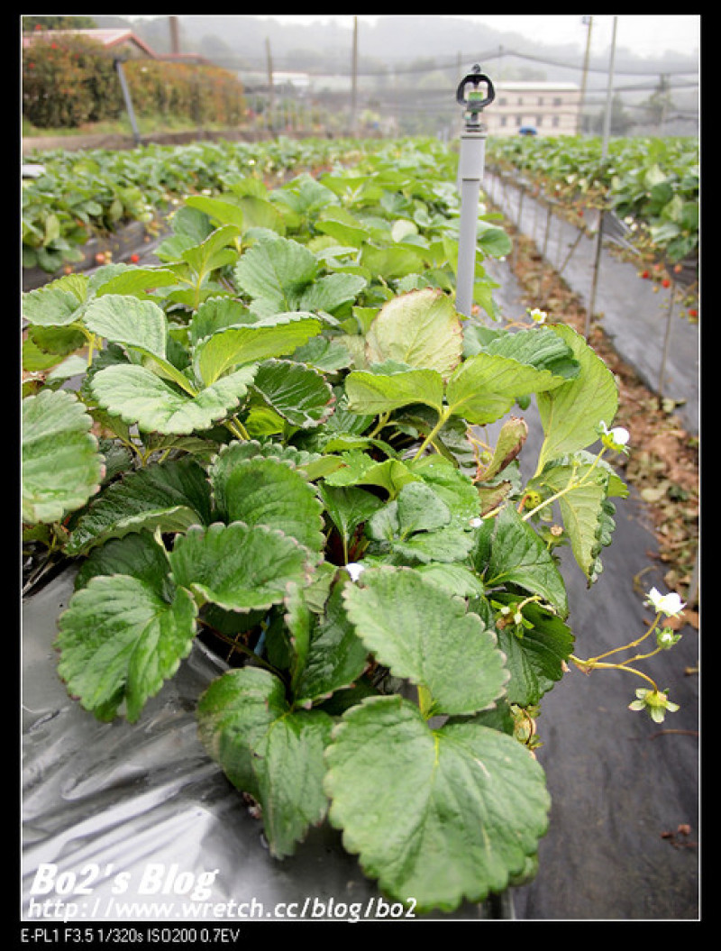 
苗栗.大湖-莓有良心高架草莓園

