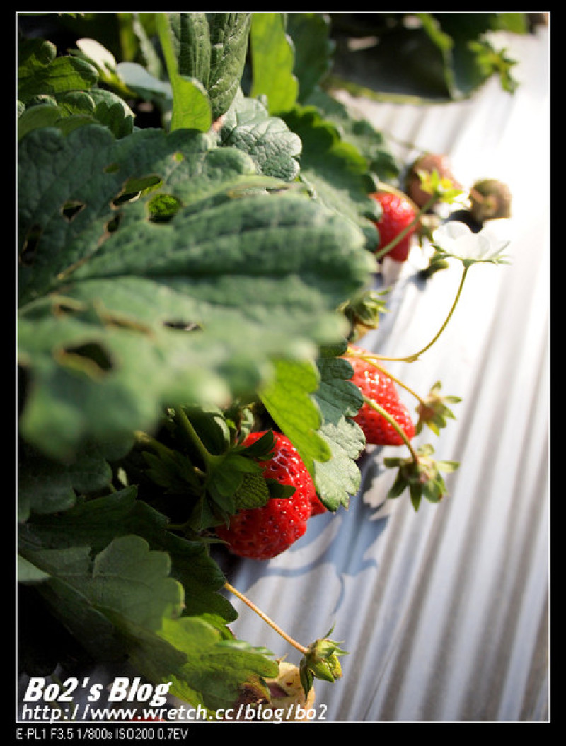 
苗栗.大湖-馬拉邦草莓園(東興國小對面)
