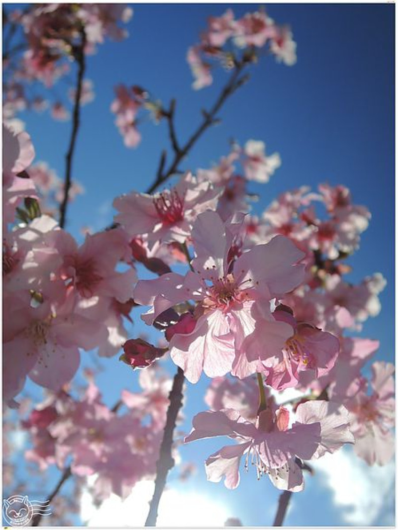【星羽愛玩樂-南投】千顆櫻花齊綻放，雙色交錯美到讓人流連忘返，重點是不難停車人不多~小半天石馬公園。