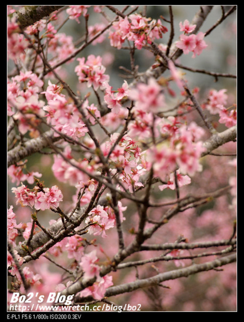
南投.鹿谷-石馬公園河津櫻盛開(小半天入口處)(20130125花況)
