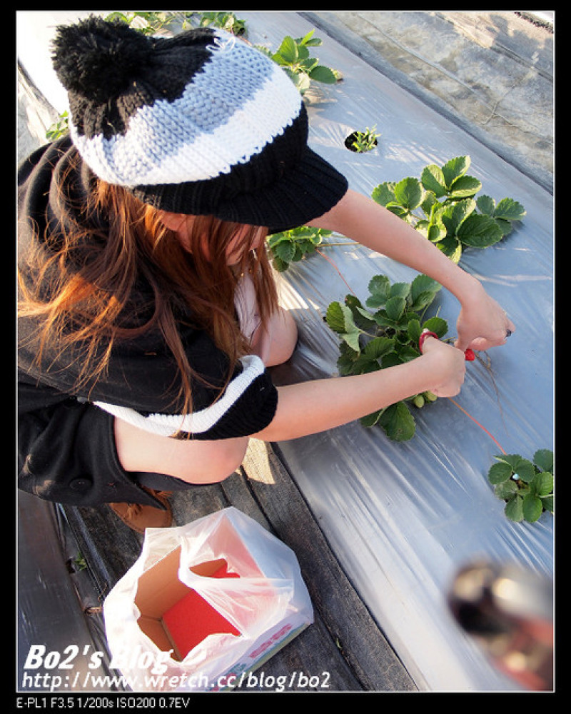 
高雄.阿蓮-大崗山三本鮮莓園採草莓去
