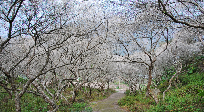 寧靜時分 * 南投仁愛 . 互助國小 ( 梅花祕境 )