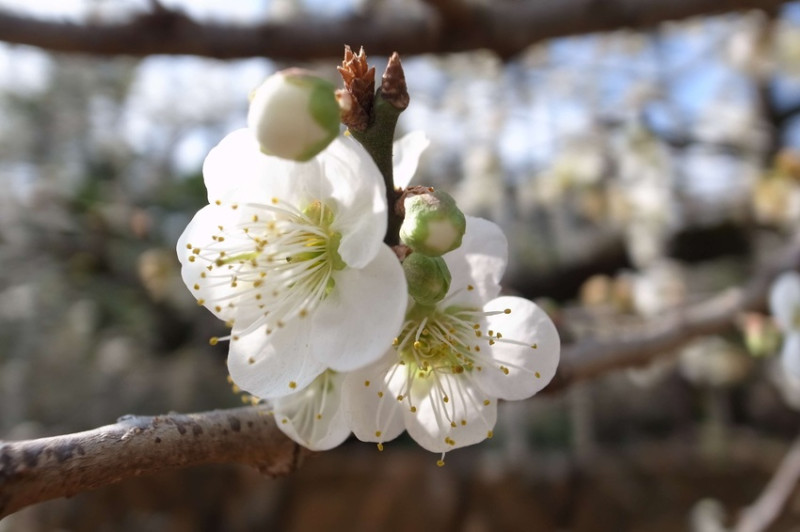 旅行｜南投 風櫃斗賞梅