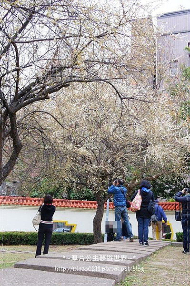 ♥遊♥【台北●士林】踏雪尋梅去●志成公園(104.01.19花況)