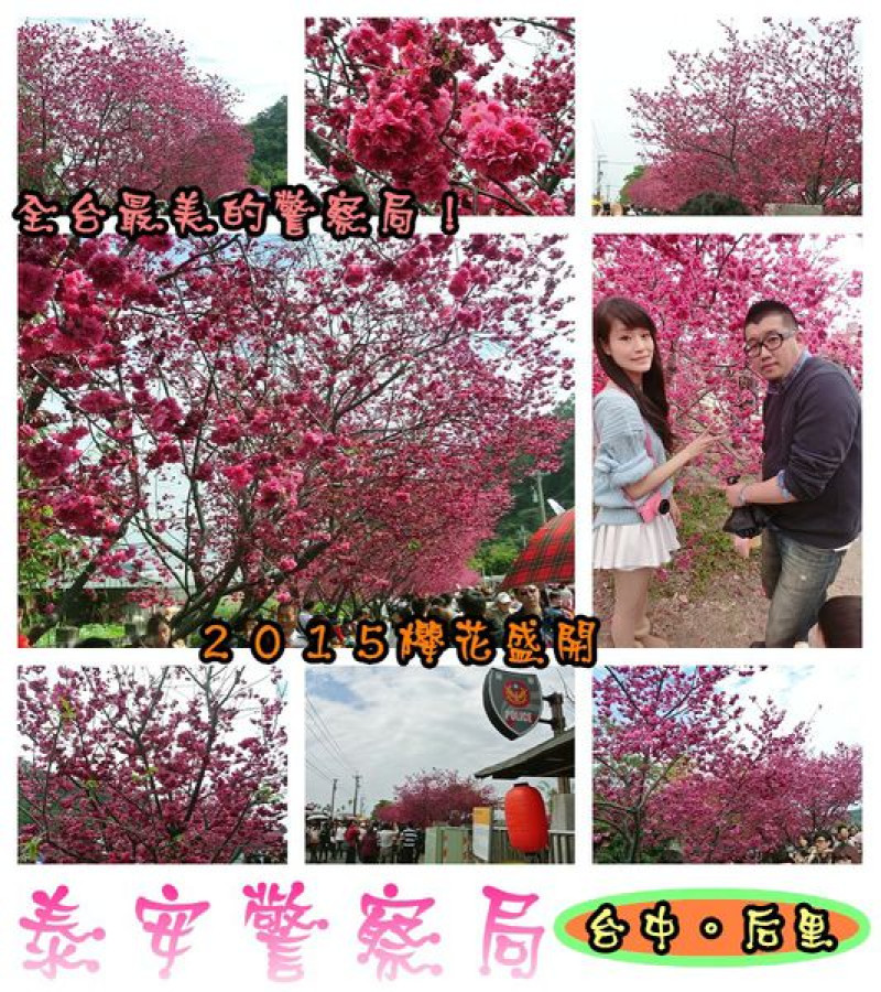 【遊記】oO。台中 后里 泰安警察局　２０１５年櫻花　全台最美的警察局～大家來朝聖過了嗎？！。o○。        
      