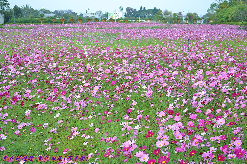 新年賞花第一彈.到彰化田尾的(百景園)賞波斯菊花海趣~~