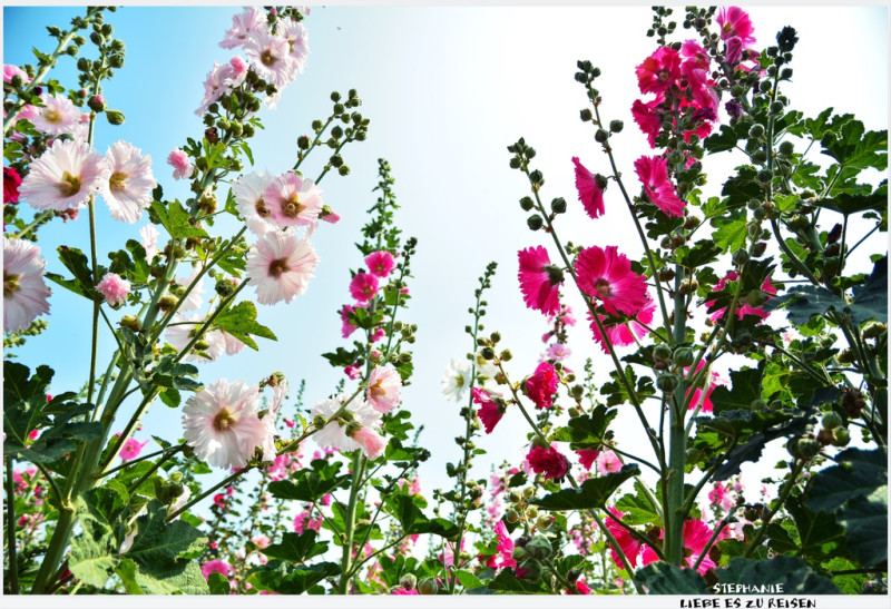 ｜台南‧學甲｜ 2014年唸戀蜀葵花，讓我們一起賞花趣