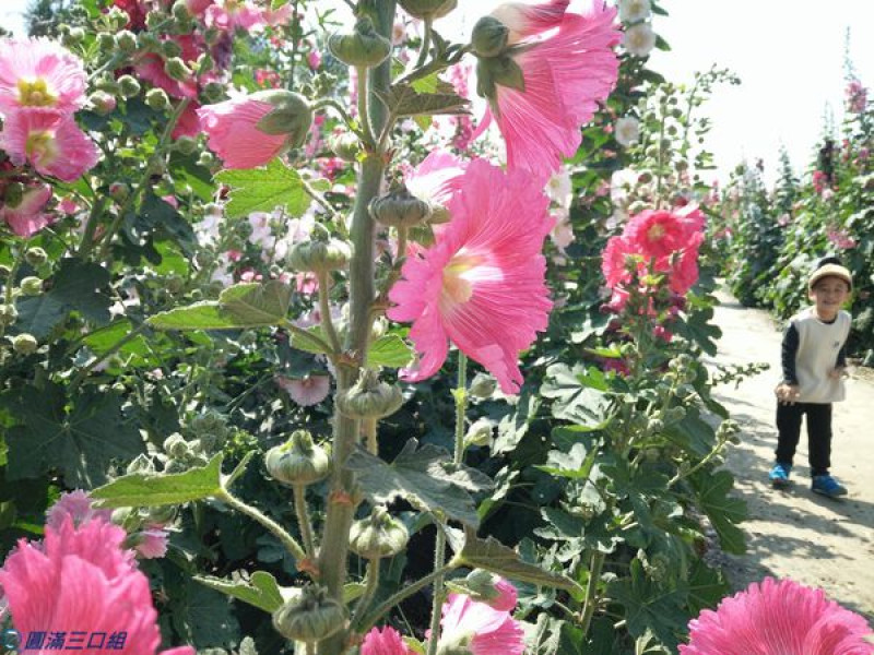 【遊記】台南學甲_2018唸戀學甲蜀葵花文化節@來闖迷宮吧！與蜀葵一起共舞吧！