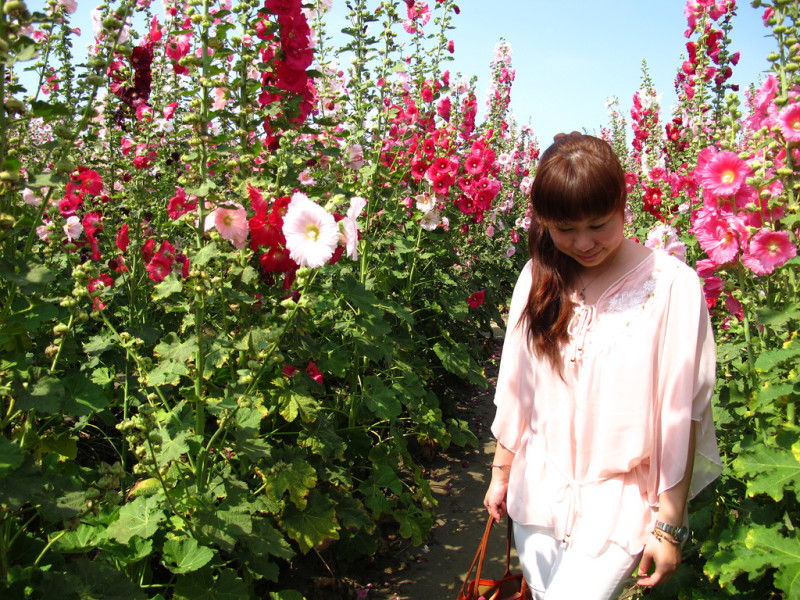 140402{台南學甲企七逃}2014唸戀學甲蜀葵花開...美不勝收彩虹花田一丈紅令人移不開視線...