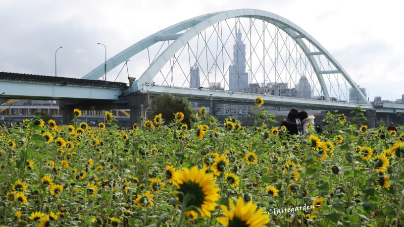 [台北腳踏車之旅]彩虹河濱公園~遇見向日葵花海。放閃彩虹橋愛情鎖