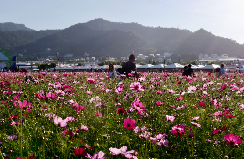 台中/新社花海住宿篇「馨社民宿與周邊農田漫遊」