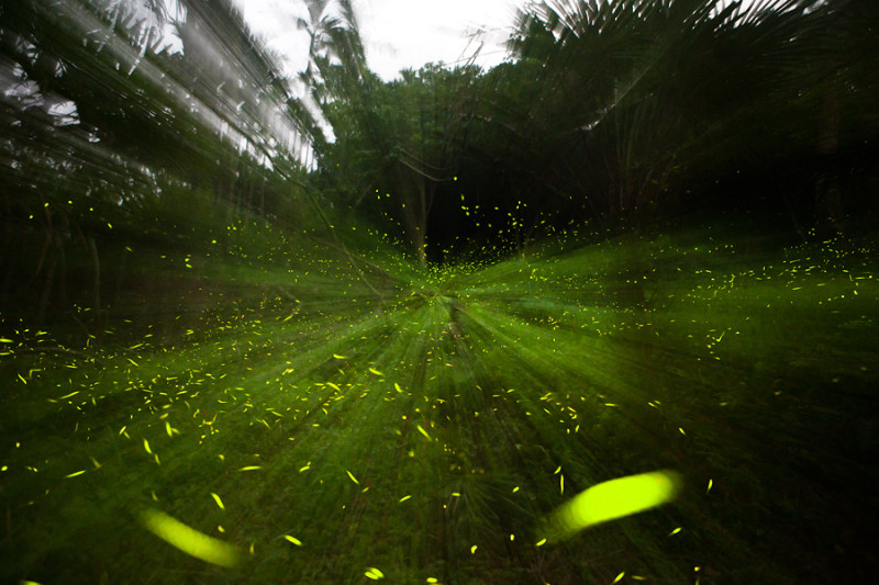 |遊|嘉義梅山 螢火蟲的故鄉-若蘭山莊