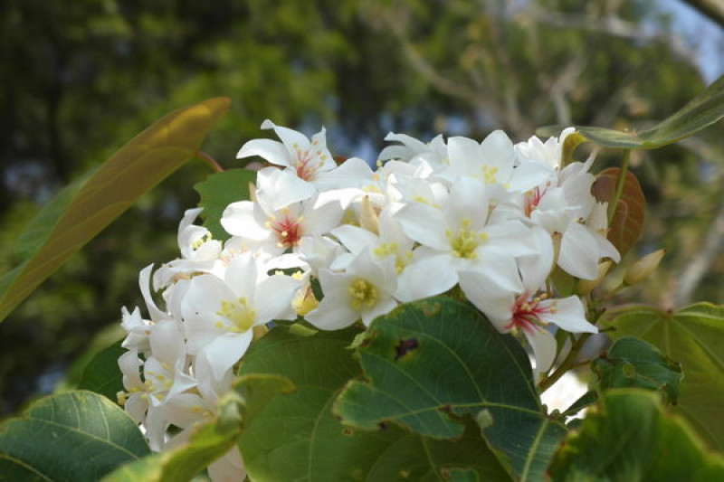【苗栗銅鑼】下初雪，仿佛置身在北海道的雪山莊❤在地人推薦的賞