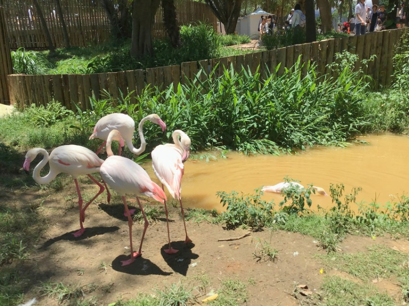 [新竹市立動物園]疫情舒緩˙遊客回流