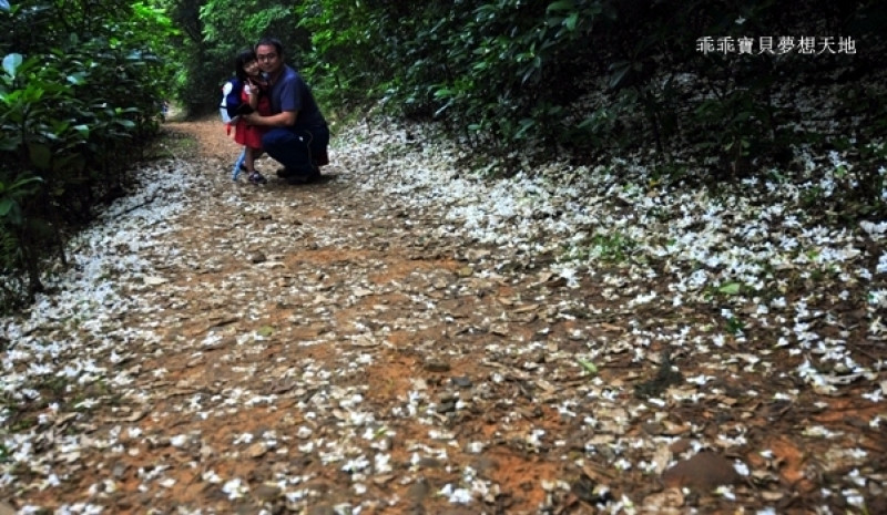 仁和 & 金獅步道 - 追四月雪