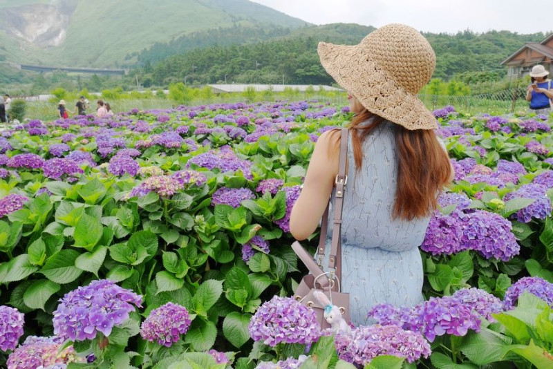 【台北】頂湖財福繡球花園‧2017夢幻繡球花海新秘境‧陽明山竹子湖 繡球花季(2017.06.10花況)