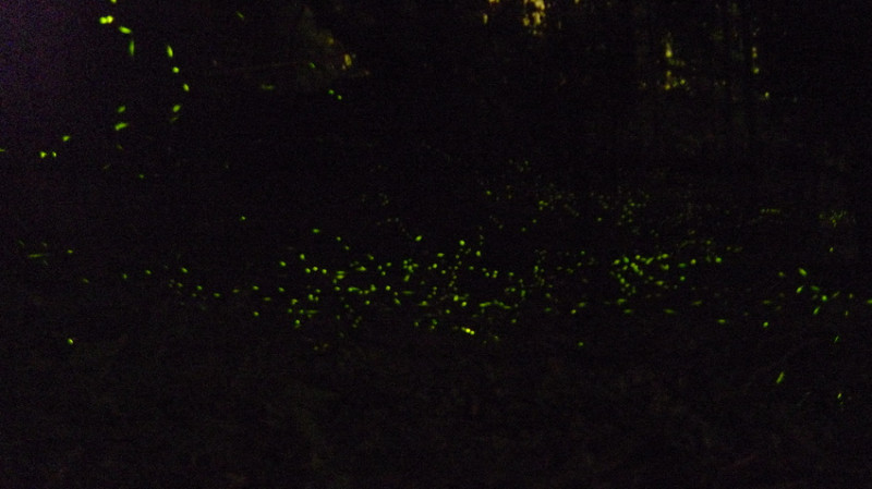 〔螢火蟲之旅〕溪頭超美螢火蟲+超高CP值小木屋，擁抱大自然的一趟行程！