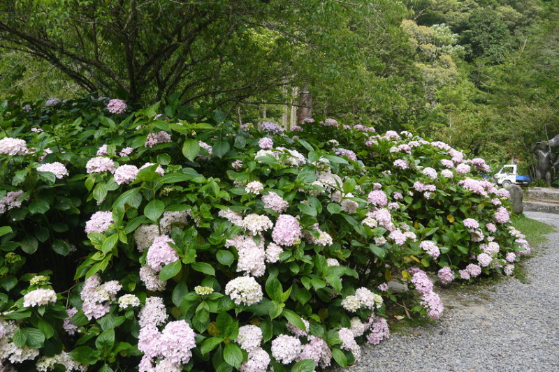 《親子旅遊住宿行程》全家大小一起去南投森呼吸！超質感原木小木屋+超美繡球花～來趟芬多精的親子之旅