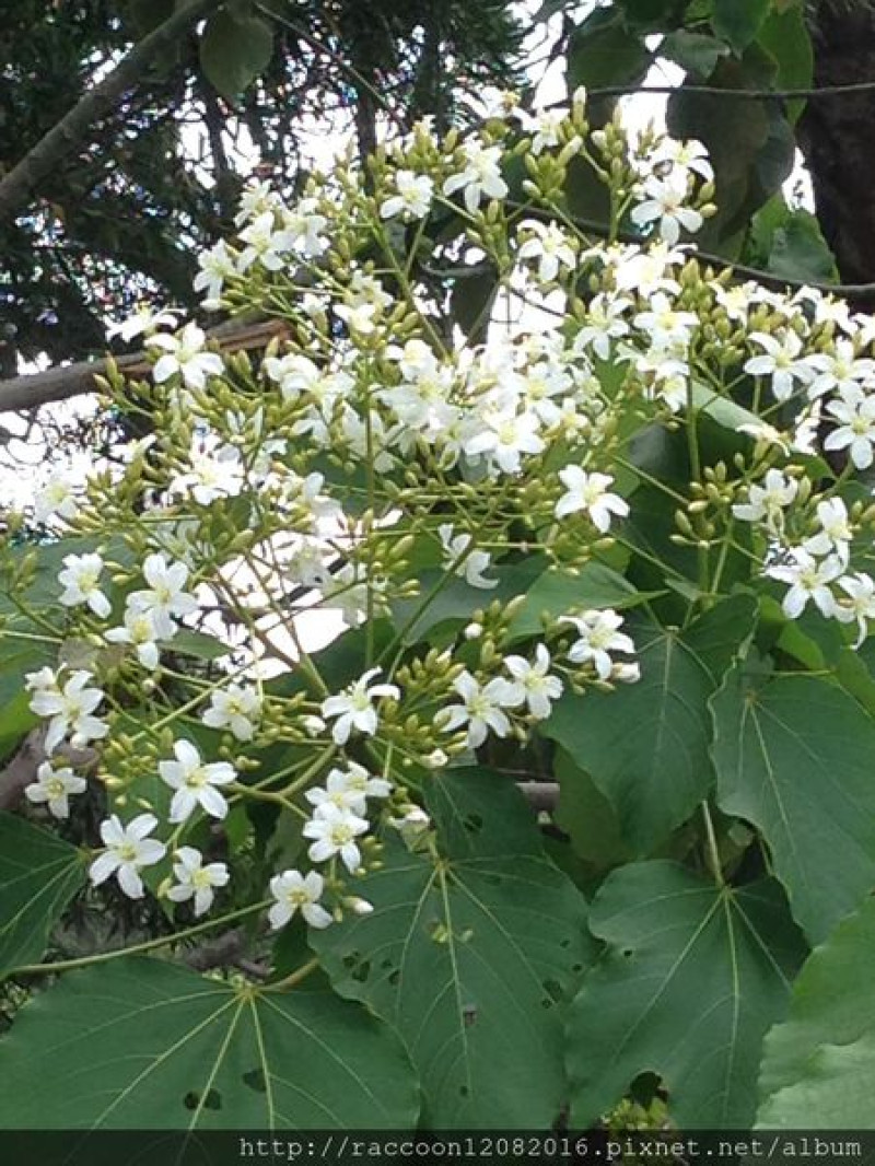 【玩遍彰化】彰化福田社區∞桐花季