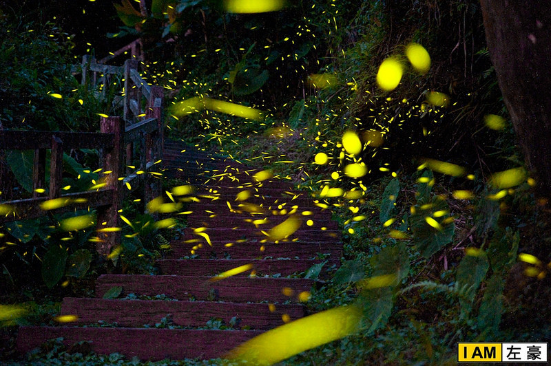 [旅遊] 嘉義。圓潭生態園區 賞成千上萬的螢火蟲!