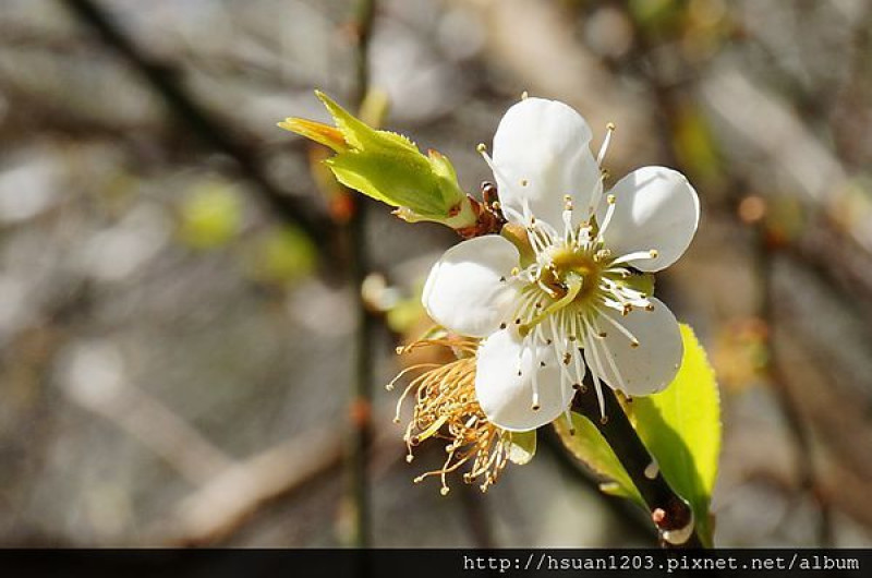 花蓮天祥。梅園賞梅