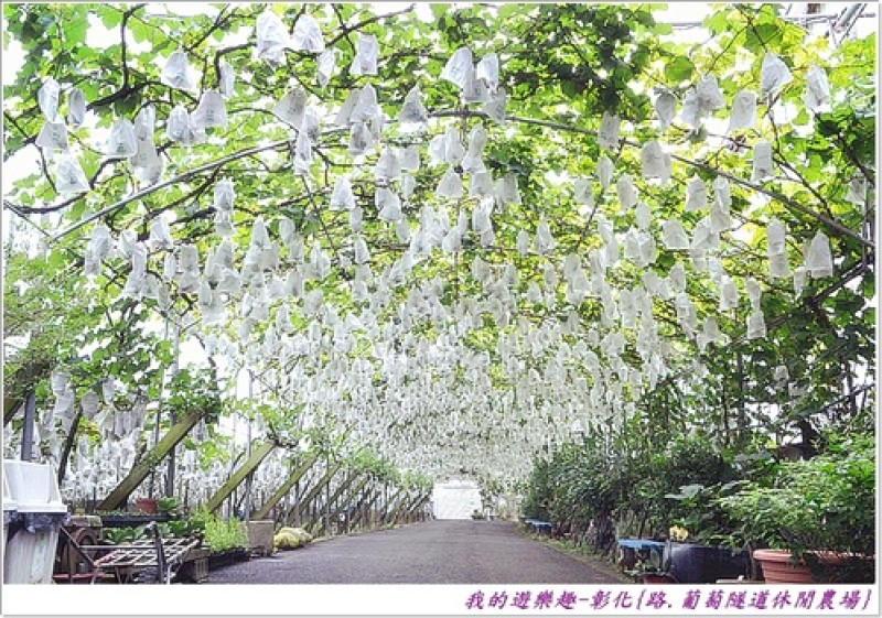 (再訪)來看成熟的葡萄!!彰化埔心-路.葡萄隧道休閒農場