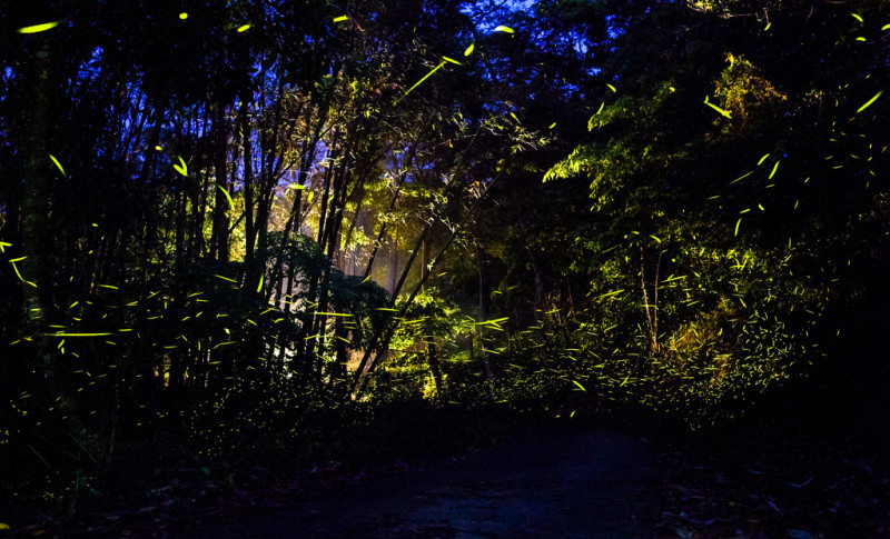 |遊|台南南化 西阿里關賞螢