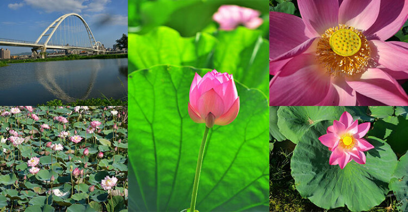 新月橋荷花池：粉嫩花苞讓人想一親芳澤，賞花騎車暢遊河岸美景