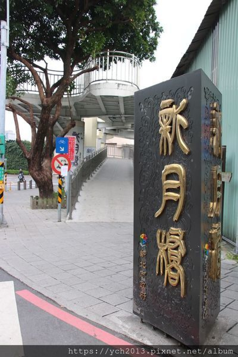 新北新莊／新月橋下波斯菊花海季節限定