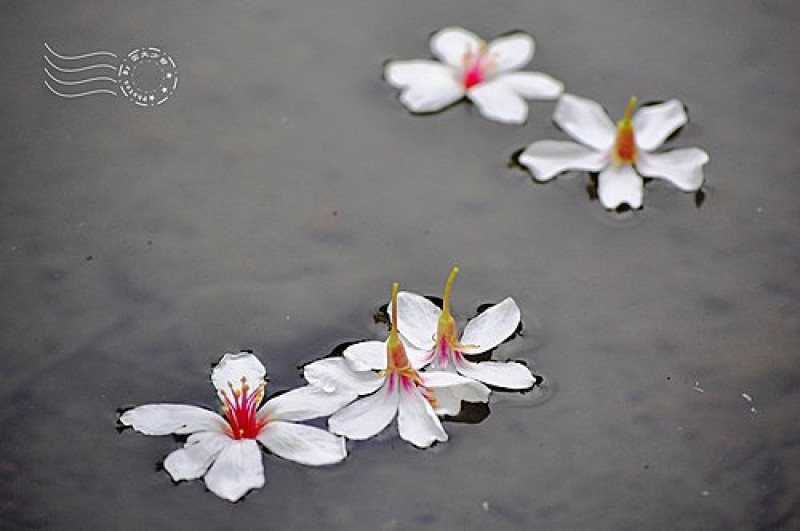 頭城農場半日遊