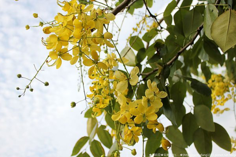 【台中。南區】好漂亮~猶如異國初秋銀杏般美景，其實是初夏阿勃勒盛開季節~中興大學興大路