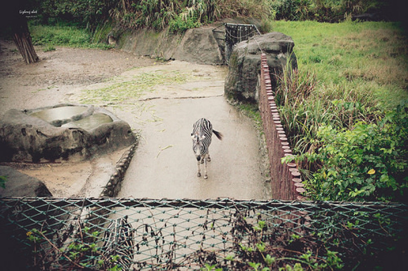 木柵動物園小記