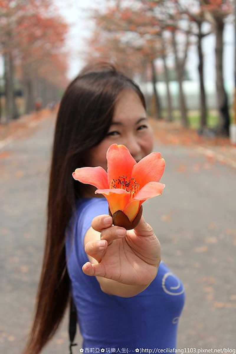 【台南。將軍區】初見美麗橙紅木棉花佈滿那鄉間天空(花況3/30)