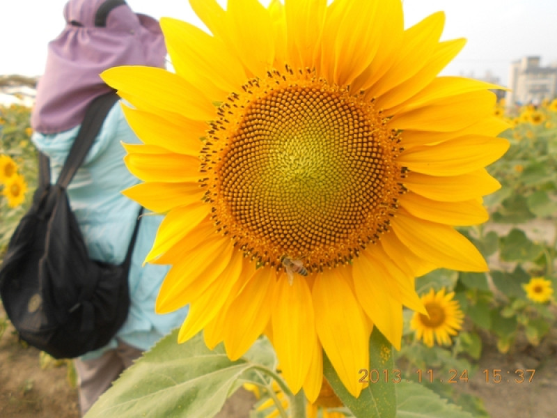 花田喜事~風情橋頭 