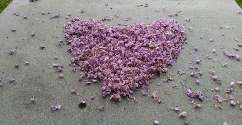 苗栗市免費紫藤花秘境：杜石地一號