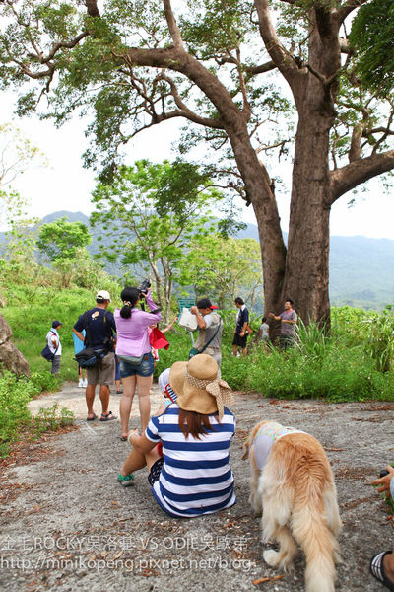 寵物親子旅行。『台東東河鄉尚德村』森林秘境遇見400多年的神木+山中百年水圳探索＋珍英小吃部（山洞餐廳吃山珍野味）