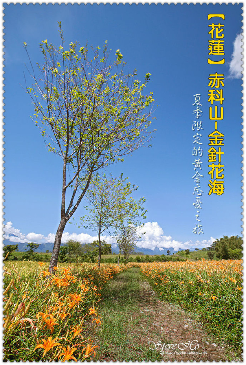 【花蓮】赤科山-金針花海 -夏季限定的黃金忘憂之旅