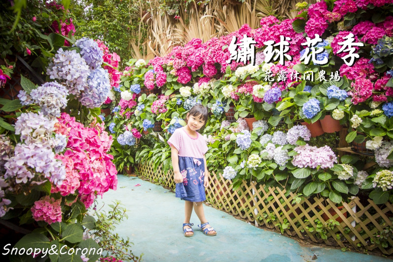 【玩樂．苗栗】卓蘭景點／花露休閒農場～繡球花盛開中，精油主題館x主題餐廳x城堡民宿，適合親子同遊