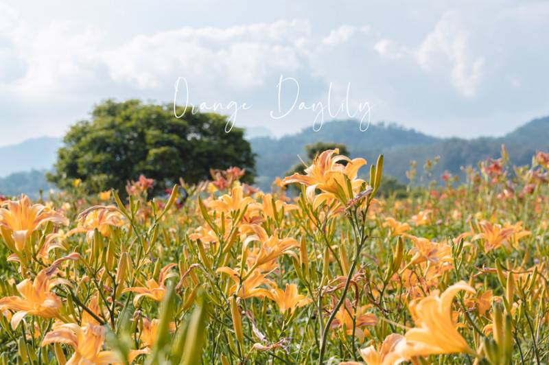 日月潭頭社金針花海,旅行的目的,是隨著忘憂草一起忘卻憂愁/南投景點推薦