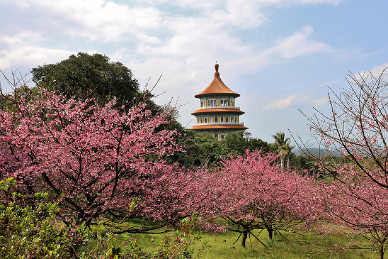 【台北旅遊】淡水天元宮 2017三色櫻花盛開-台北一日小旅行．賞櫻好去處