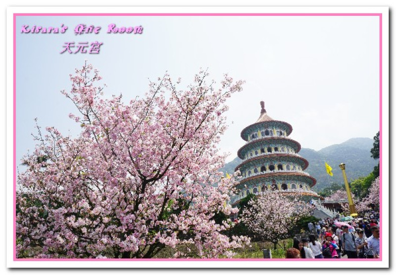 北台灣賞花盛事．滿樹爆開的絢爛美麗吉野櫻──淡水無極天元宮        
      