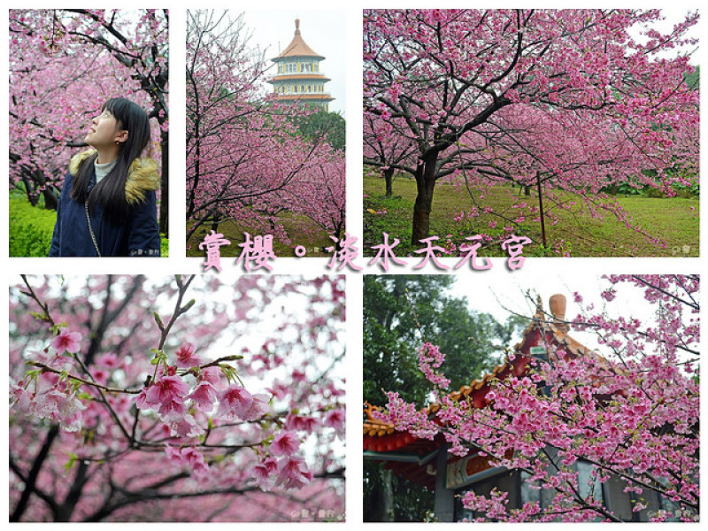 【新北。遊記】淡水櫻花季。紅粉滿山。風雨中滿開的三色山櫻! ─ 無極天元宮(2018/1/28 最新花況)