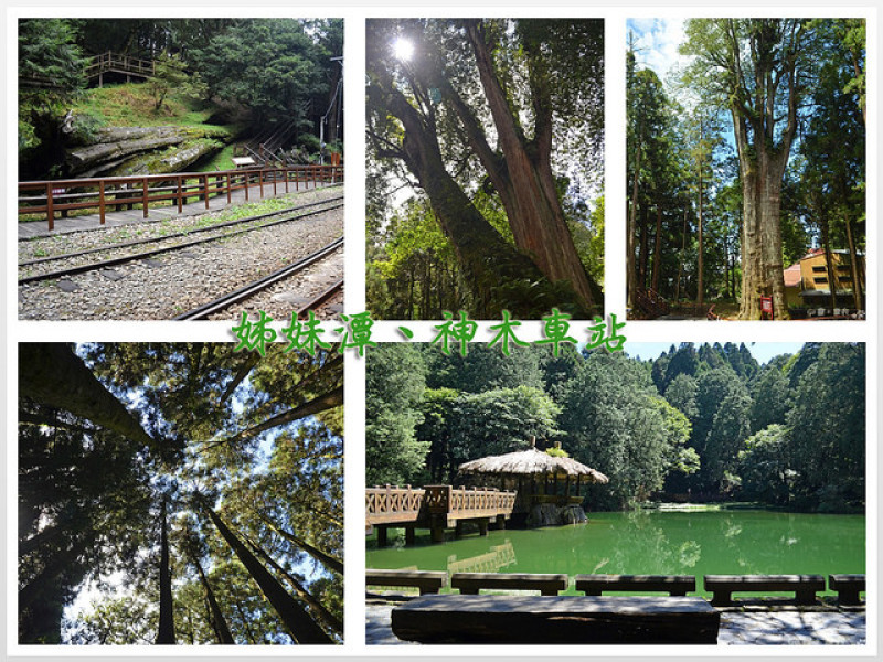 【嘉義。遊記】阿里山森鐵漫遊。最美高山湖泊 & 神木群 ─ From 沼平車站 to 神木站(途經姊妹潭)