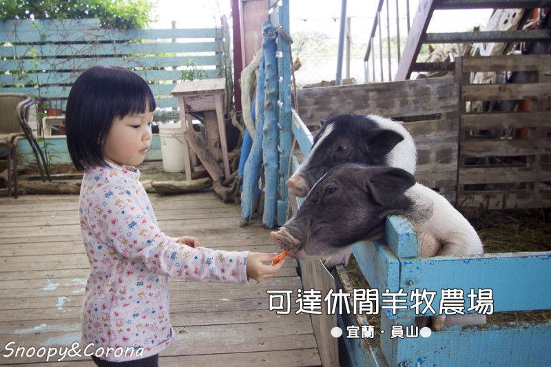 【玩樂．宜蘭】宜蘭親子景點／可達休閒羊場～銅板價就能體驗餵食小動物，還能體驗擠羊奶