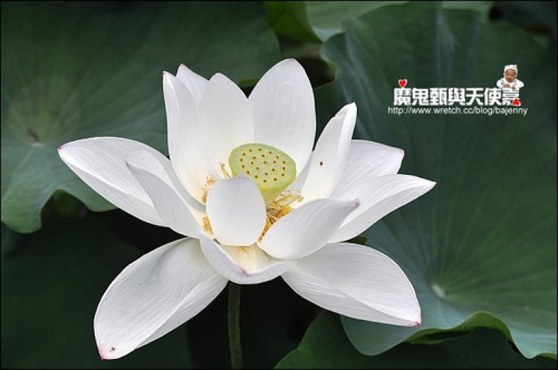 《遊記》2012植物園賞荷&建中黑砂糖刨冰&汀州路肉粥紅燒肉