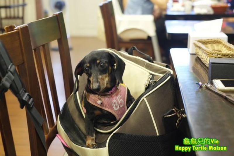 ∥龜龜毛小孩∥中和 四號公園 ~胖主廚的廚房~ 很簡單 有巧思 用心看得到 美味吃得到 (寵物友善)