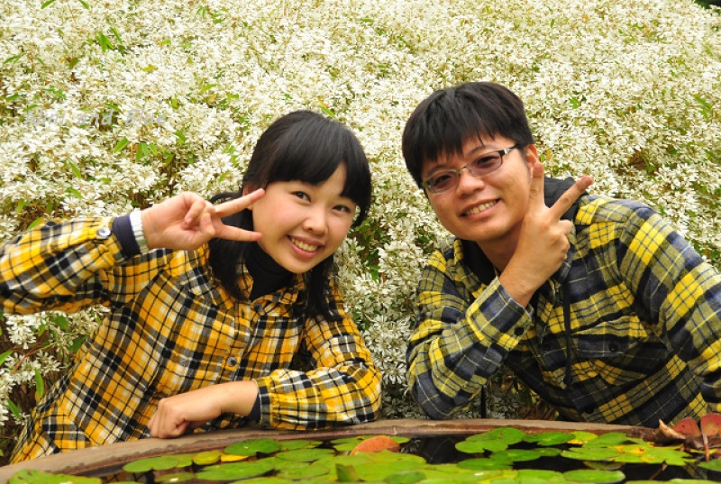 【南投】易經大學白雪木~遠看像是一片白雪覆蓋在樹上