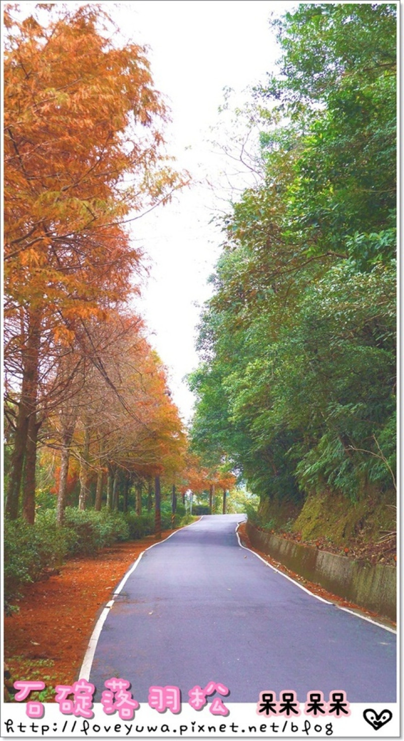 【新北◍•ᴗ•◍石碇】塗潭道路✯私房景點・石碇落羽松｜坐落於秘境邊的落羽松大道        
      