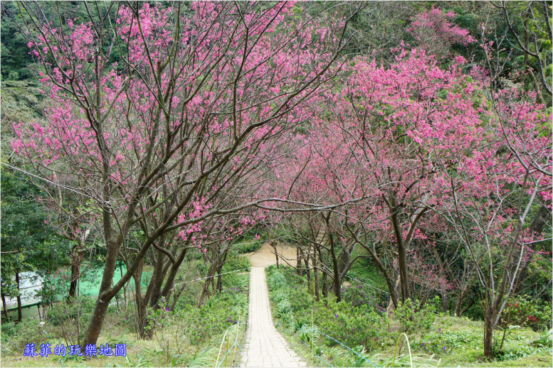 新北賞櫻。土城太極嶺櫻花步道 2018.1.25花況